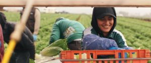 woman packing lettuce