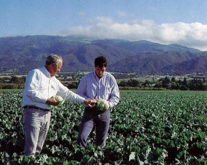 men inspecting lettuce in a field