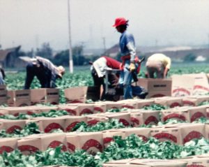 workers in a field